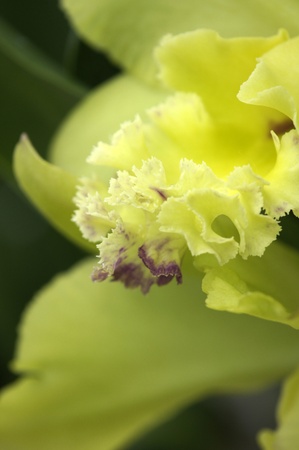 Wild orchids of highmountainous Borneo. The paradise butterflies.の写真素材