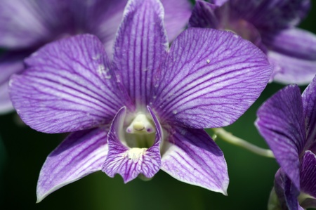 Wild orchids of highmountainous Borneo. The paradise butterflies.の写真素材