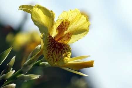 Wild flowers of highmountainous Borneo. The paradise butterflies.の写真素材