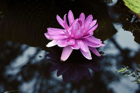 Pink water lilyの写真素材