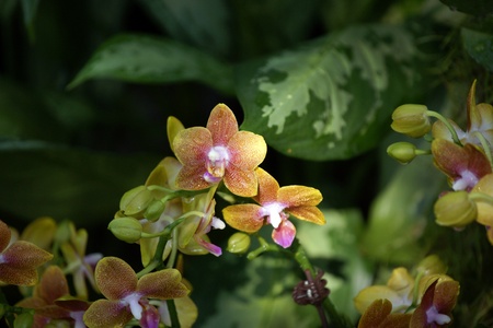 Wild orchids of highmountainous Borneo. The paradise butterflies.