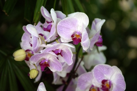 Wild orchids of highmountainous Borneo. The paradise butterflies.の写真素材