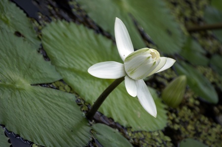 Water Lilyの写真素材
