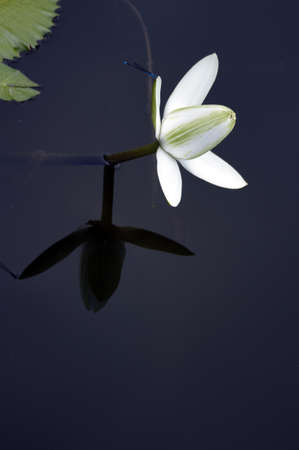 Water Lilyの写真素材