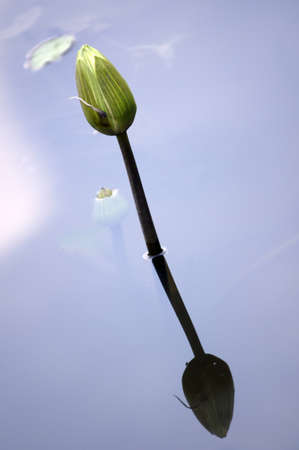 Water Lilyの写真素材