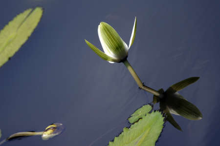 Water Lilyの写真素材