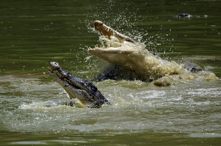 Crocodileの写真素材