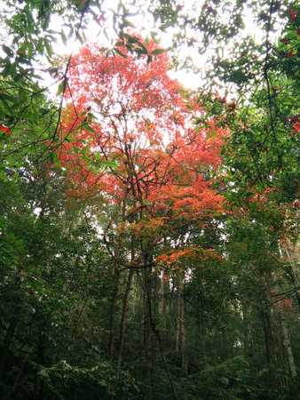 Maple trees in Nation Park that a tourist attraction of Thailand.