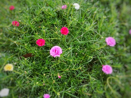 little flower in gardenの写真素材