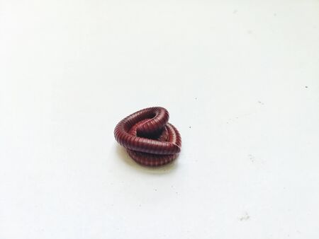 wild animal millipede