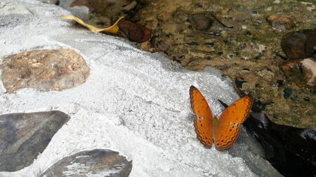 Beautiful butterfly crown in Thailand National Parkの写真素材