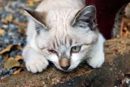 Wildlife and pets Living in popular tourist destinations of Thailand.の写真素材