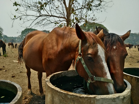 Wildlife and pets Living in popular tourist destinations of Thailand.の写真素材