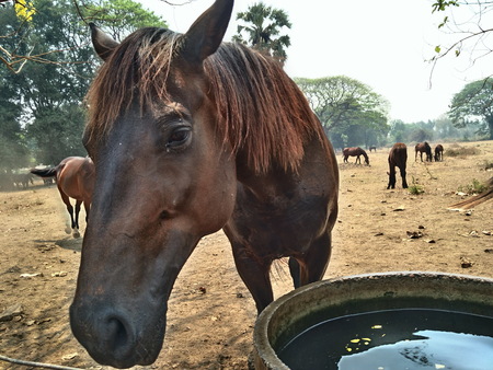 Wildlife and pets Living in popular tourist destinations of Thailand.の写真素材