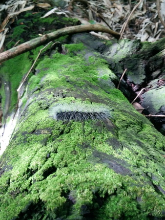 Wildlife and pets Living in popular tourist destinations of Thailand.の写真素材