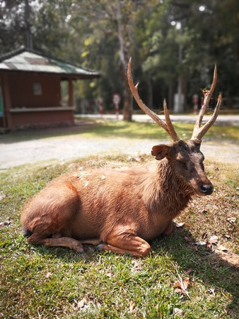 beautiful deer wildlife in Thailand Natural Attractionsの写真素材