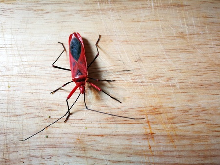 a orange insect  like a beetle in waterfall at camping areaの写真素材