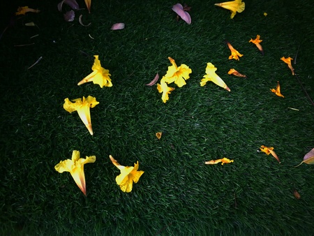 beautiful flowers on green floor