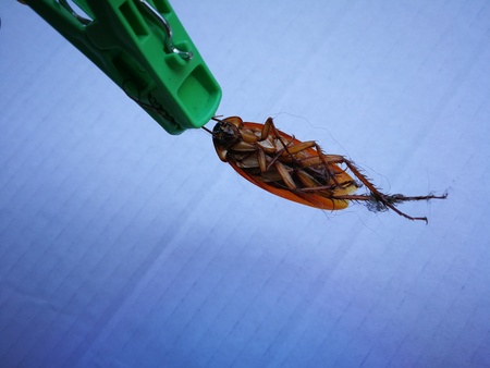 a Corpses of  cockroaches was die like a sleepingの写真素材