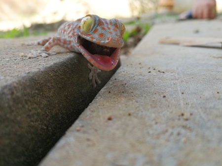 Cute baby Gecko in a home threatening for protect itselfの写真素材
