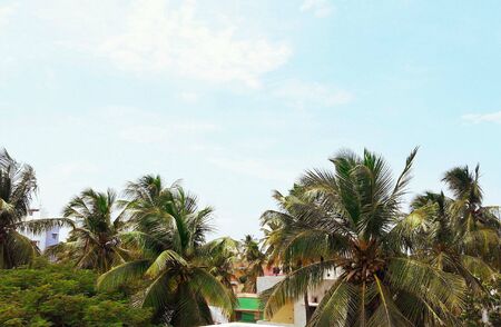 Coconut treesの素材