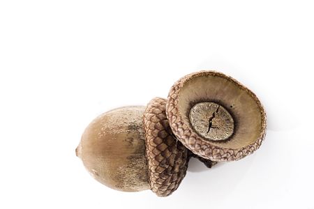Two acorn tops, with one missing acornの写真素材