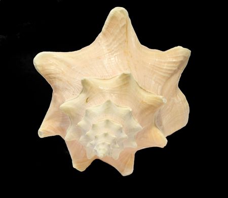 Conch Seashell isolated on black background, front