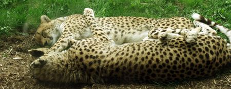 Lovely couple leopards lying stretched face by faceの写真素材