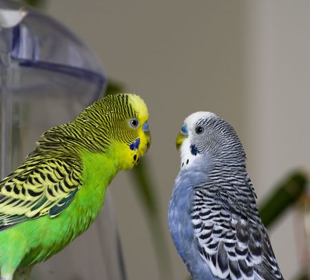 Two parakeets face-by-face in love