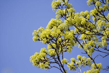Spring young leafs at the trees branchesの写真素材