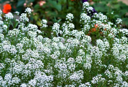 Small white flowers with nice bokehの写真素材