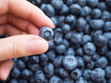 one ripe blueberry in hands on the background of a lot of blueberriesの写真素材