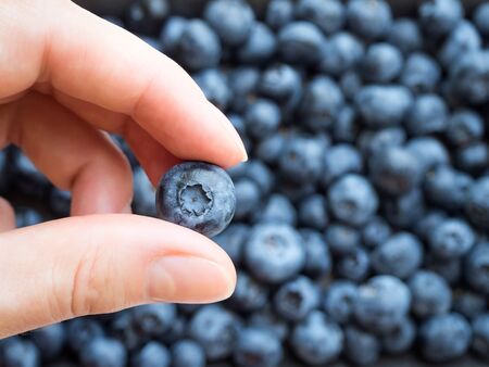 one ripe blueberry in hands on the background of a lot of blueberriesの写真素材