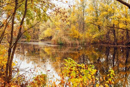 lake in the park in autumnの写真素材