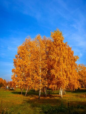 birch trees in the park in autumnの写真素材