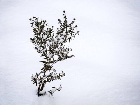 dried flower in the snowの写真素材
