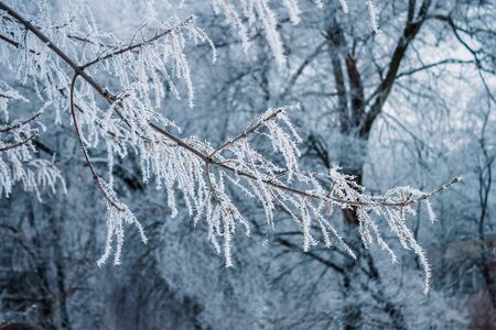 icy tree branch in the forestの写真素材