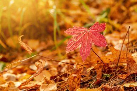 small red maple leaf among dry foliage in autumn close-upの写真素材