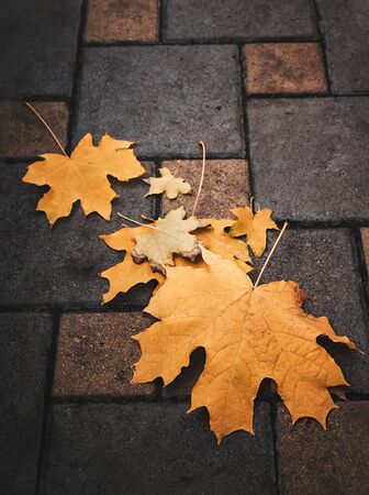 yellow maple leaf on asphalt close-upの写真素材