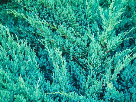 young green shrub - juniper closeup - floral backgroundの写真素材