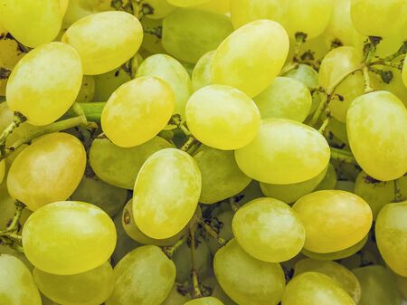green ripe grapes Raisins close-up food backgroundの写真素材