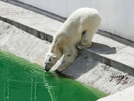 polar bear drinks water in summerの写真素材