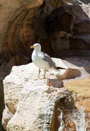 the seagull sits on a big stone fountainの写真素材