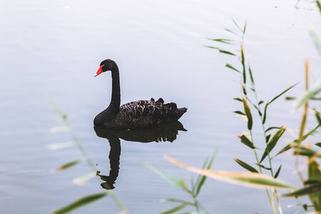 black swan pondの写真素材