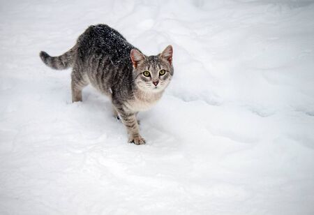 striped cat with green eyes walking in the snowの写真素材
