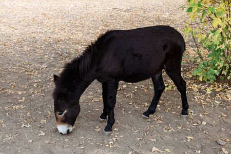 black donkey looking for food on earthの写真素材