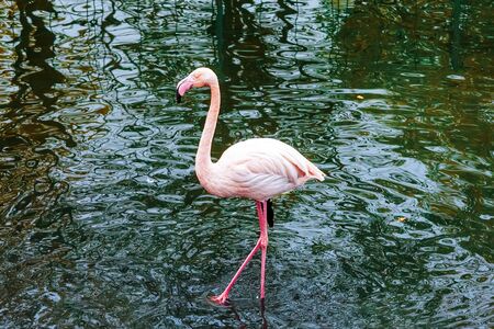 pink flamingos at the zooの写真素材