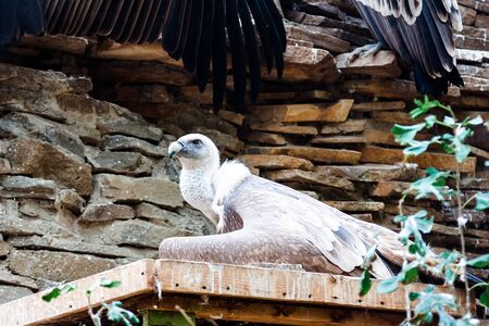 Griffon Vulture (Gyps fulvus)の写真素材