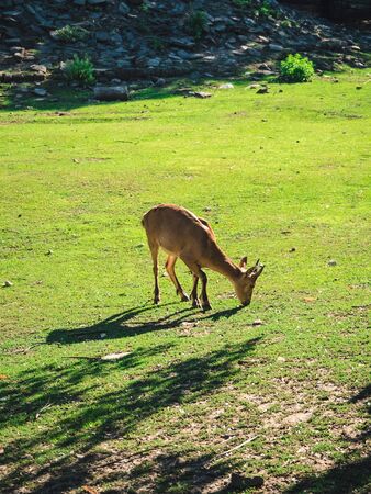 young goat eats grass in a summer meadow, contrast lightingの写真素材