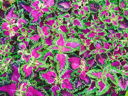purplish green Coleus in the flowerbed - landscape design. Floral backgroundの写真素材